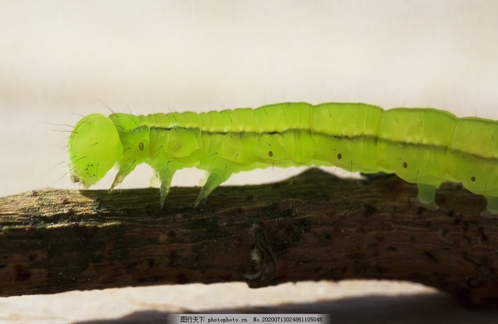 毛毛虫图片 昆虫 生物世界 图行天下素材网