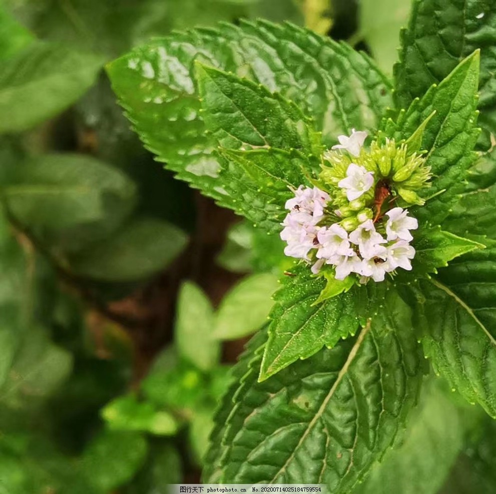 薄荷叶和花图片 花草 生物世界 图行天下素材网