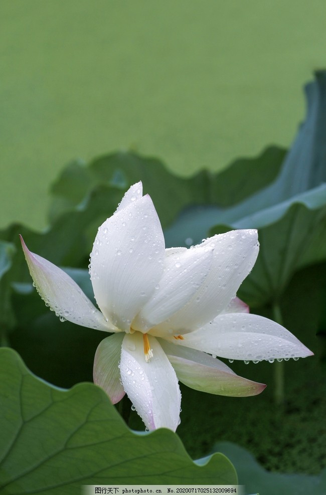 白莲图片 花草 生物世界 图行天下素材网