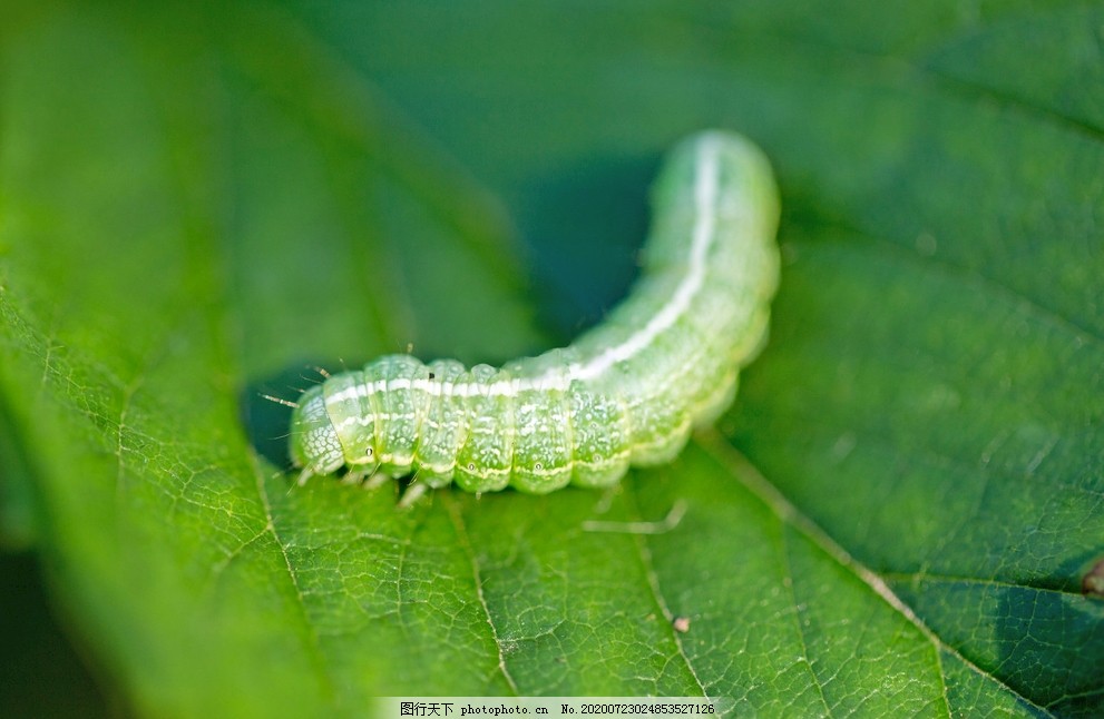 青虫图片 昆虫 生物世界 图行天下素材网