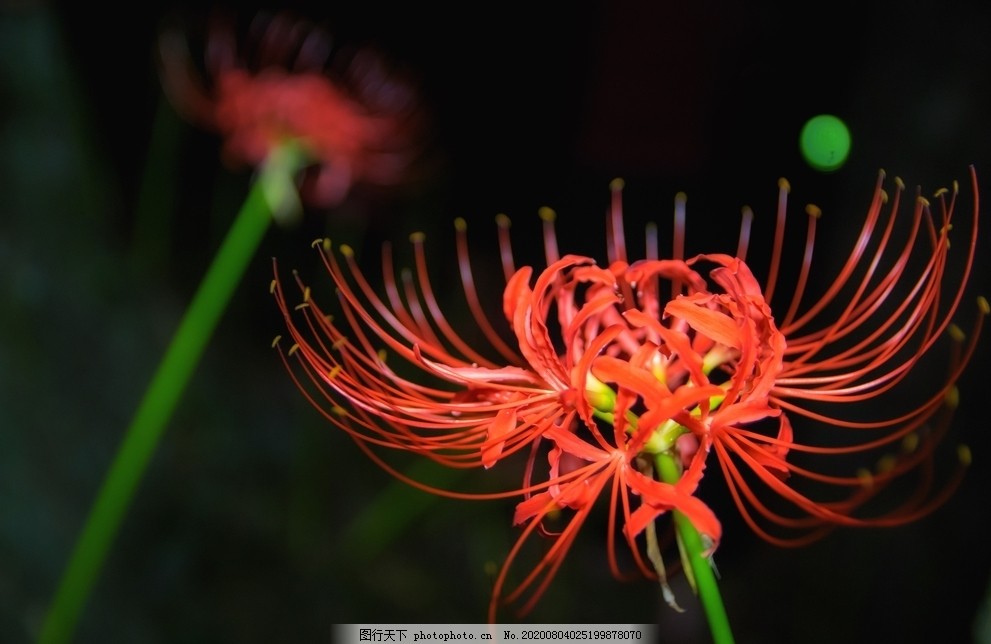 曼珠沙华图片 花草 生物世界 图行天下素材网