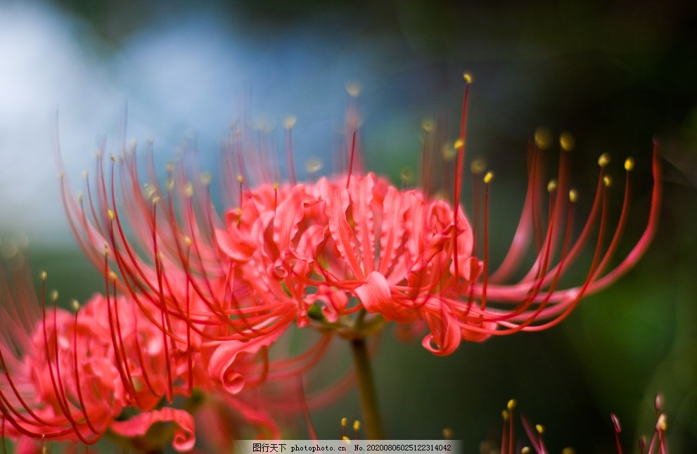 幽灵花图片 花草 生物世界 图行天下素材网