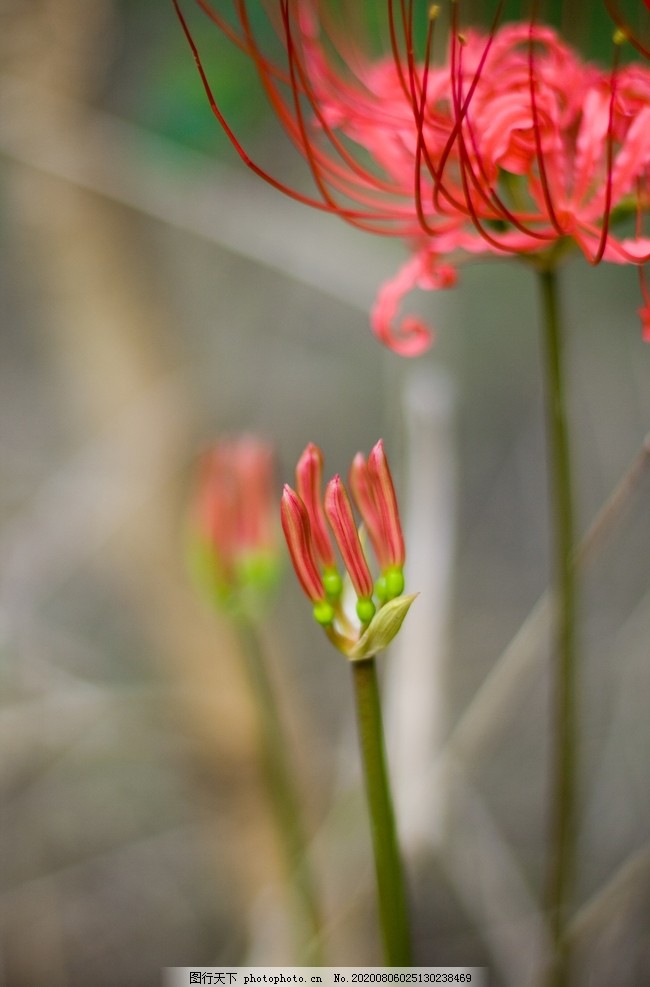 幽灵花图片 花草 生物世界 图行天下素材网