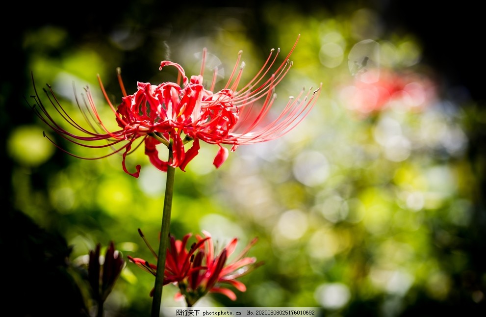 彼岸花图片 花草 生物世界 图行天下素材网