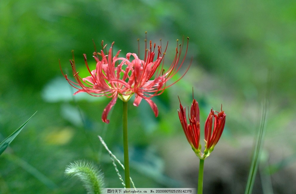 幽灵花图片 花草 生物世界 图行天下素材网