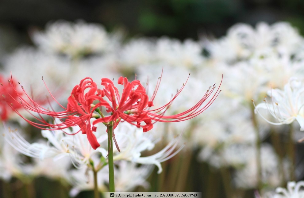 曼珠沙华花图片 花草 生物世界 图行天下素材网