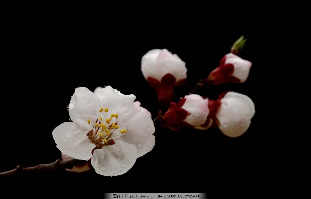 山杏花图片 花草 生物世界 图行天下素材网