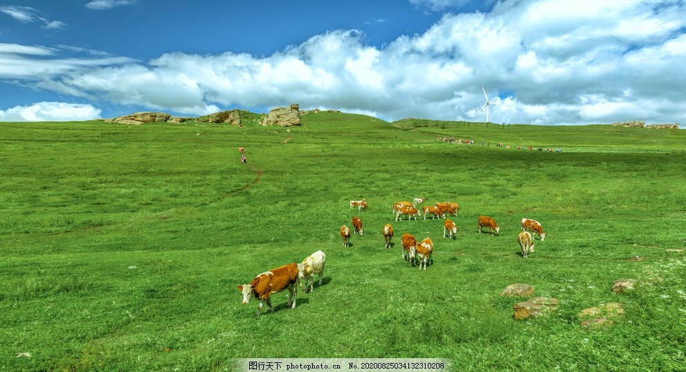 草原牛群图片 自然风景 自然景观 图行天下素材网