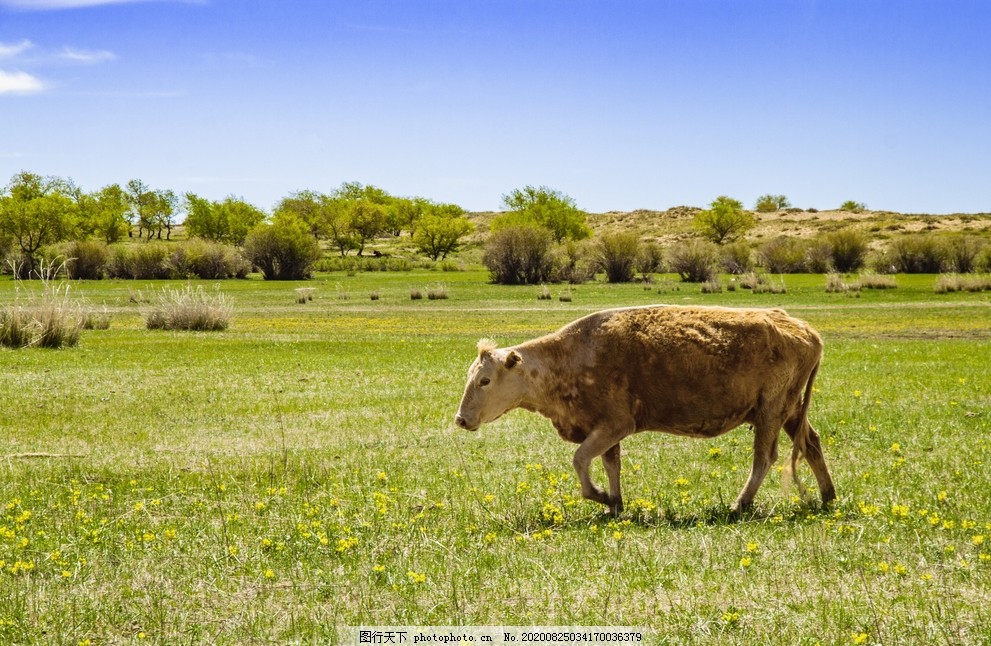草原牛图片 自然风景 自然景观 图行天下素材网