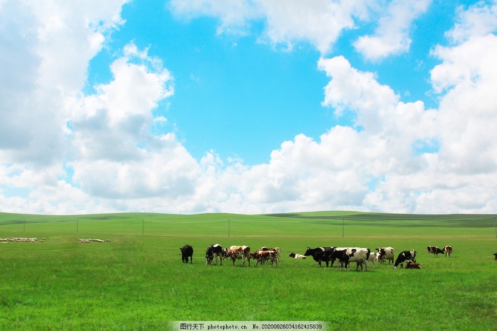 草原牛群图片 自然风景 自然景观 图行天下素材网
