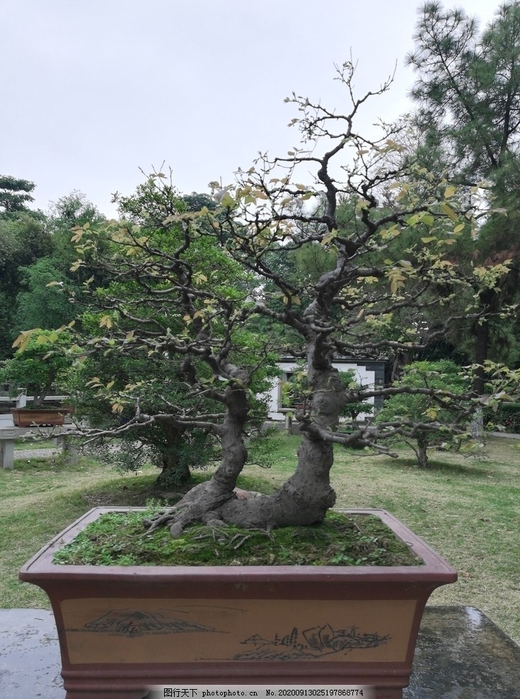 树木盆栽花艺图片