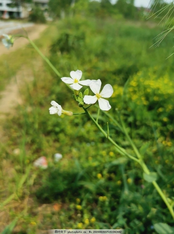 路边花图片图片 花草 生物世界 图行天下素材网