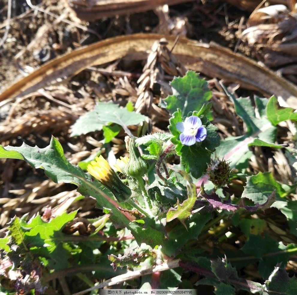 地里的野菜花图片图片 蔬菜 生物世界 图行天下素材网